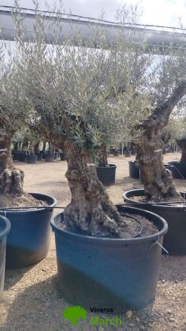 OLEA EUROPAEA BONSAI C600L 100/120 HT200/250