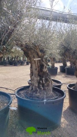 OLEA EUROPAEA BONSAI C600L 100/120 HT200/250