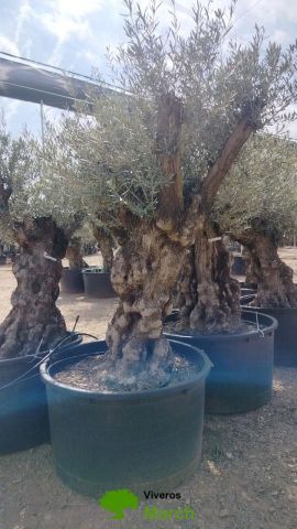 OLEA EUROPAEA BONSAI C600L 100/120 HT200/250