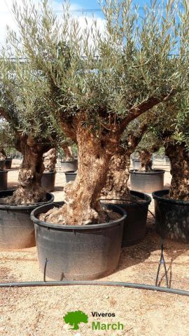 OLEA EUROPAEA BONSAI C600L 100/120 HT200/250