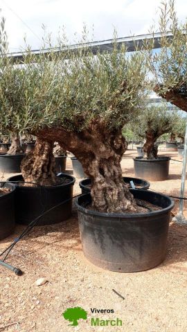OLEA EUROPAEA BONSAI C600L 100/120 HT200/250