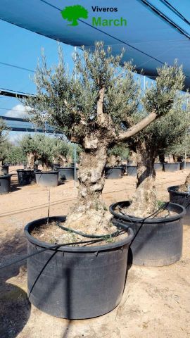 OLEA EUROPAEA BONSAI C600L 100/120 HT200/250