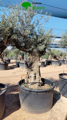 OLEA EUROPAEA BONSAI C600L 100/120 HT200/250