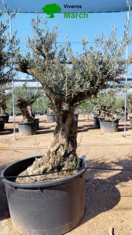 OLEA EUROPAEA BONSAI C600L 100/120 HT200/250