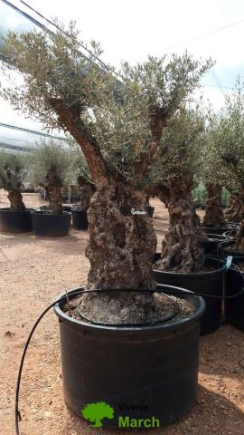 OLEA EUROPAEA BONSAI C600L 100/120 HT200/250