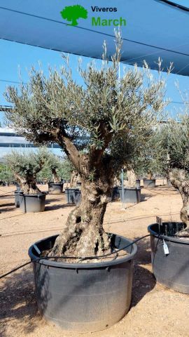 OLEA EUROPAEA BONSAI C600L 100/120 HT200/250