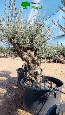 OLEA EUROPAEA BONSAI C600L 100/120 HT200/250