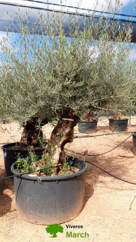OLEA EUROPAEA BONSAI C600L 100/120 HT200/250