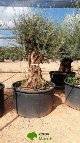 OLEA EUROPAEA BONSAI C600L 100/120 HT200/250