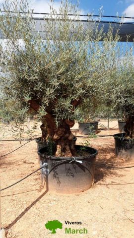 OLEA EUROPAEA BONSAI C600L 100/120 HT200/250