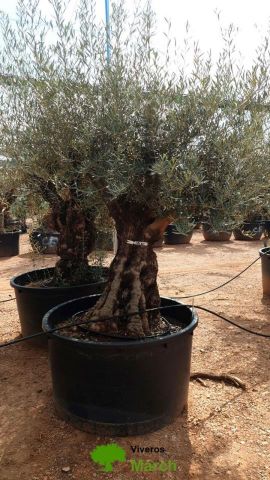 OLEA EUROPAEA BONSAI C600L 100/120 HT200/250