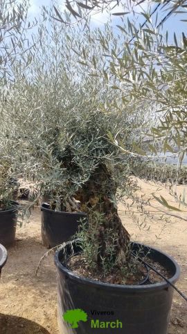 OLEA EUROPAEA BONSAI C600L 100/120 HT200/250