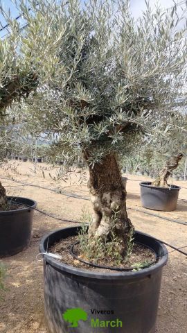 OLEA EUROPAEA BONSAI C600L 100/120 HT200/250