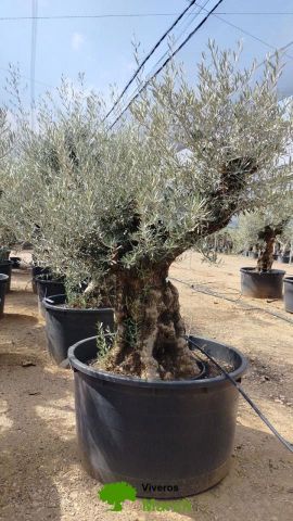 OLEA EUROPAEA BONSAI C600L 100/120 HT200/250