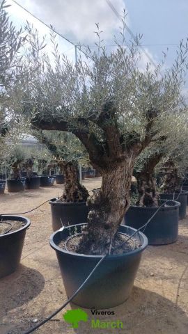 OLEA EUROPAEA BONSAI C600L 100/120 HT200/250