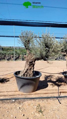 OLEA EUROPAEA BONSAI C600L 100/120 HT200/250
