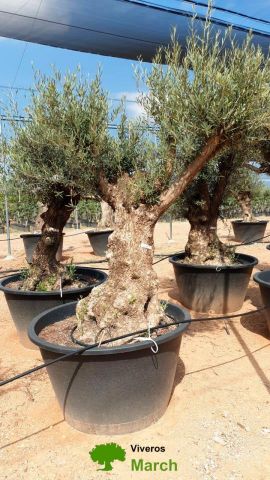 OLEA EUROPAEA BONSAI C600L 100/120 HT200/250
