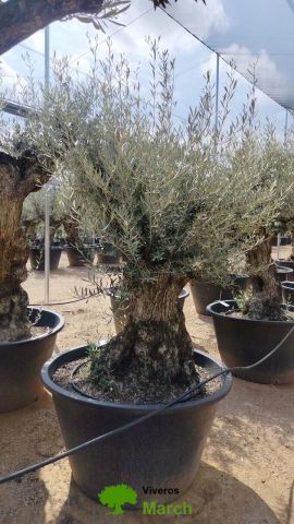 OLEA EUROPAEA BONSAI C600L 100/120 HT200/250