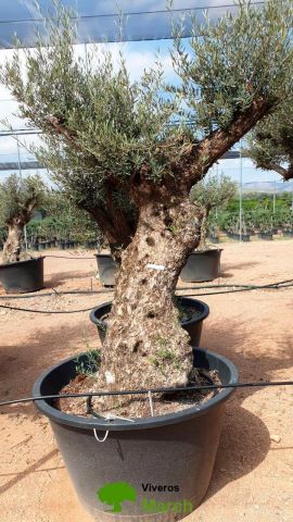 OLEA EUROPAEA BONSAI C600L 100/120 HT200/250