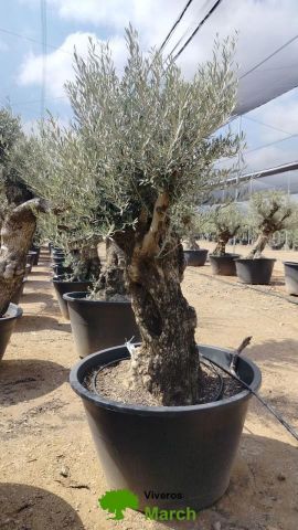 OLEA EUROPAEA BONSAI C600L 100/120 HT200/250