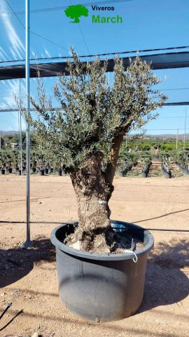 OLEA EUROPAEA BONSAI C600L 100/120 HT200/250
