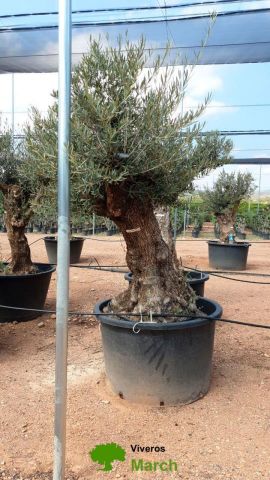 OLEA EUROPAEA BONSAI C600L 100/120 HT200/250
