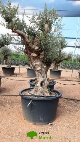 OLEA EUROPAEA BONSAI C600L 100/120 HT200/250