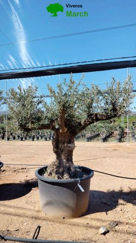 OLEA EUROPAEA BONSAI C600L 100/120 HT200/250