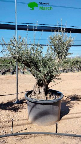 OLEA EUROPAEA BONSAI C600L 100/120 HT200/250