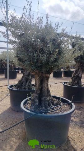 OLEA EUROPAEA BONSAI C600L 100/120 HT200/250