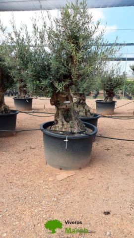 OLEA EUROPAEA BONSAI C600L 100/120 HT200/250