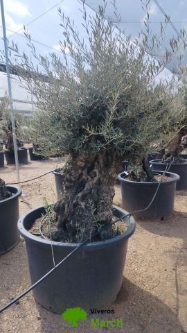 OLEA EUROPAEA BONSAI C600L 100/120 HT200/250