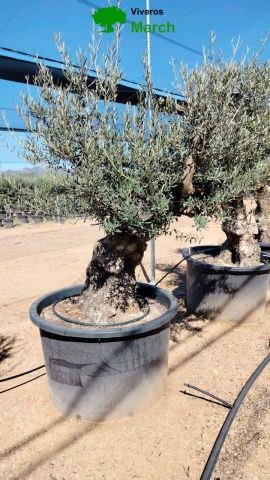 OLEA EUROPAEA BONSAI C600L 100/120 HT200/250
