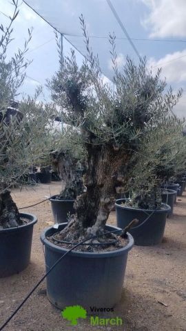 OLEA EUROPAEA BONSAI C600L 100/120 HT200/250