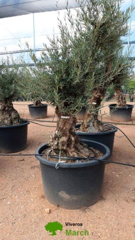 OLEA EUROPAEA BONSAI C600L 100/120 HT200/250