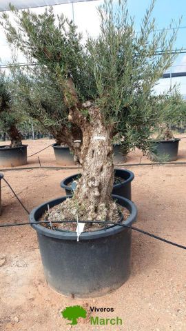 OLEA EUROPAEA BONSAI C600L 100/120 HT200/250