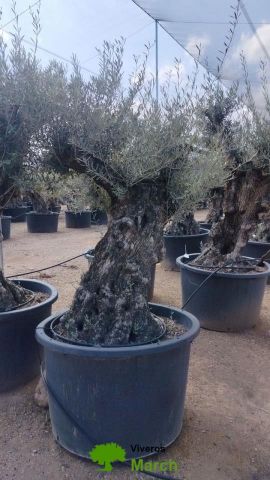 OLEA EUROPAEA BONSAI C600L 100/120 HT200/250