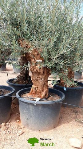 OLEA EUROPAEA BONSAI C600L 100/120 HT200/250