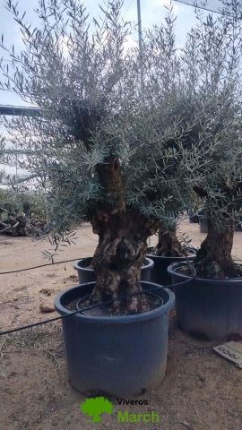 OLEA EUROPAEA BONSAI C600L 100/120 HT200/250