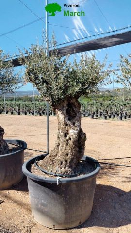 OLEA EUROPAEA BONSAI C600L 100/120 HT200/250