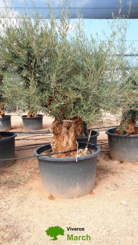 OLEA EUROPAEA BONSAI C600L 100/120 HT200/250