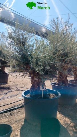 OLEA EUROPAEA BONSAI C600L 100/120 HT200/250