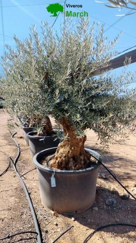 OLEA EUROPAEA BONSAI C600L 100/120 HT200/250