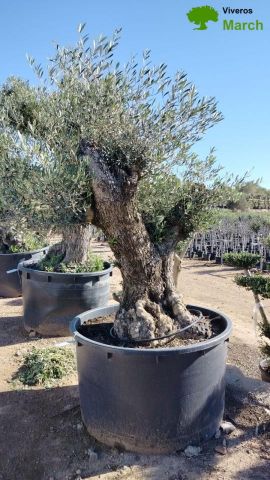 OLEA EUROPAEA BONSAI C600L 100/120 HT200/250