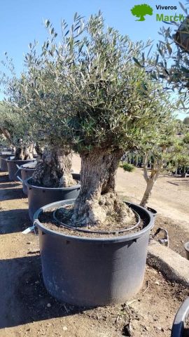 OLEA EUROPAEA BONSAI C600L 100/120 HT200/250