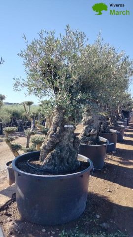 OLEA EUROPAEA BONSAI C600L 100/120 HT200/250