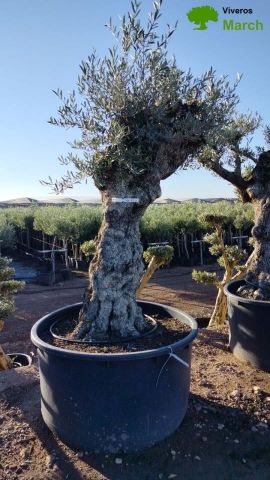 OLEA EUROPAEA BONSAI C600L 100/120 HT200/250