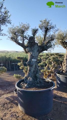 OLEA EUROPAEA BONSAI C600L 100/120 HT200/250