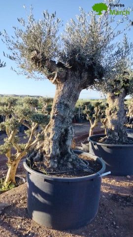 OLEA EUROPAEA BONSAI C600L 100/120 HT200/250