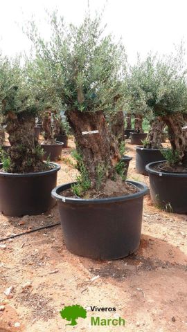 OLEA EUROPAEA BONSAI C600L 100/120 HT200/250